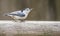 Little Nuthatch sits near the birdfeeder.