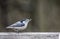 Little Nuthatch sits waiting for food.