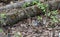 Little nuthatch sitting near a tree in the forest