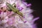 Little oedemera nobilis eating pollen