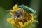 Little oedemera nobilis walking on flower with honeybee