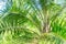 Little oil palm tree growing in plantation in Thai local, Close up photo of oil palm tree in southern Thailand
