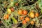 Little olive-tomatoes, ready to be picked