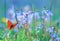 little orange butterfly sits on a summer meadow with lush green grass and bright blue flowers