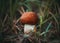 Little orange-cap boletus, aspen mushroom in the grass in the forest close-up. Mushroom with orange brown suede hat on