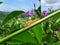 Little orange color caterpillar climbing on the green stalk