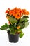 Little orange flowers of rubiaceae tree. Orange flower plant. Cluster flowers ixora.