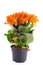 Little orange flowers of rubiaceae tree. Orange flower plant. Cluster flowers ixora.