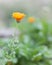 Little orange flowers of signet marigold,Tagetes tenuifolia, blooming in the garden