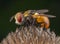 Little orange fly with beautiful eyes posing on a plant