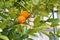 A little orange mandarine tree with two fruits in the garden wit