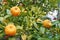 A little orange mandarine tree with two fruits in the garden wit