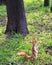 A little orange squirrel stands on its hind legs on a sunny glade of a city park