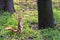 A little orange squirrel stands on its hind legs on a sunny glade of a city park