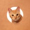 Little orange tabby kitten playing in a cardboard box