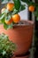 Little orange tree with fruits in terracotta pot on windowsill at home. Calamondin citrus plant.