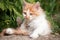 A little orange and white kitten stands on a path in the garden and looks at the camera