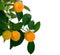 Little oranges tree