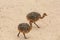 Little ostriches
