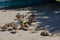 Little ostriches in the ostrich farm in Yasnohorodka, Ukraine