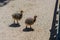 Little ostriches in the ostrich farm in Yasnohorodka, Ukraine