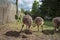 Little ostriches walk in the yard