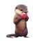 Little otter, with a red heart, wants to wish you Happy Valentine\'s Day