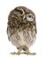 little owl pictures