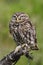 Little owl