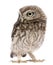 Little Owl, 50 days old, Athene noctua, standing