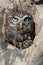 Little Owl (Athene Noctua)