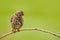 Little Owl, Athene noctua, bird in the nature habitat, clear green background. Bird with yellow eyes, Hungary. Wildlife scene from