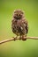 Little Owl, Athene noctua, bird in the nature habitat, clear green background, yellow eyes, Hungary