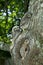 LITTLE OWL athene noctua, CHIK AT NEST ENTRANCE, NORMANDY IN FRANCE