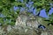 LITTLE OWL athene noctua, CHIK STANDING ON BRANCH NEAR NEST, NORMANDY IN FRANCE