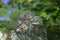 LITTLE OWL athene noctua, CHIK STANDING ON BRANCH NEAR NEST, NORMANDY IN FRANCE