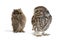 Little Owl Athene noctua and European scops owl Otus scops standing on a white background