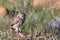 Little owl Athene noctua, in the habitat beautiful background