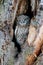 Little Owl Athene noctua juvenile  in the Netherlands.