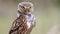 Little owl Athene noctua makes disturbing sounds. Close Up.