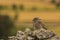 Little owl Athene noctua in Montgai, Lleida, Catalonia, Spain. Europe