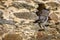 Little owl, Athene noctua, peaks out from burrow in old stone wall. Owl in front of nest cave in stone rampart. Urban wildlife.