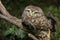 Little owl or Athene noctua perched on branch