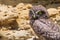 Little owl or Athene noctua perched on ground