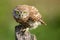 The little owl Athene noctua sitting on the dry branch,portrait with green background.Portrait of a little owl with yellow eyes