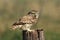 The little owl Athene noctua sitting on the stump with green and yellow background