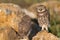 The Little Owl Athene noctua, stands on a rock. Portrait