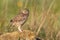 The Little Owl Athene noctua, stands on a rock. Portrait