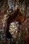 Little Owl, Athene noctua, in the tree nest hole forest in central Europe, portrait of small bird in the nature habitat, Czech Rep