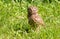 Little Owl, Athene noctua. A young bird recently left the nest. Chick is sitting on the grass